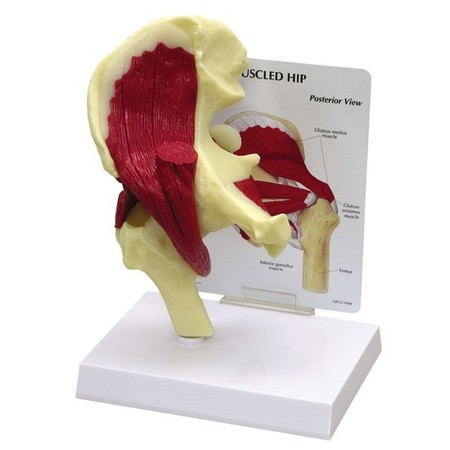 GPI ANATOMICAL Anatomical Model - Muscled Hip 1310